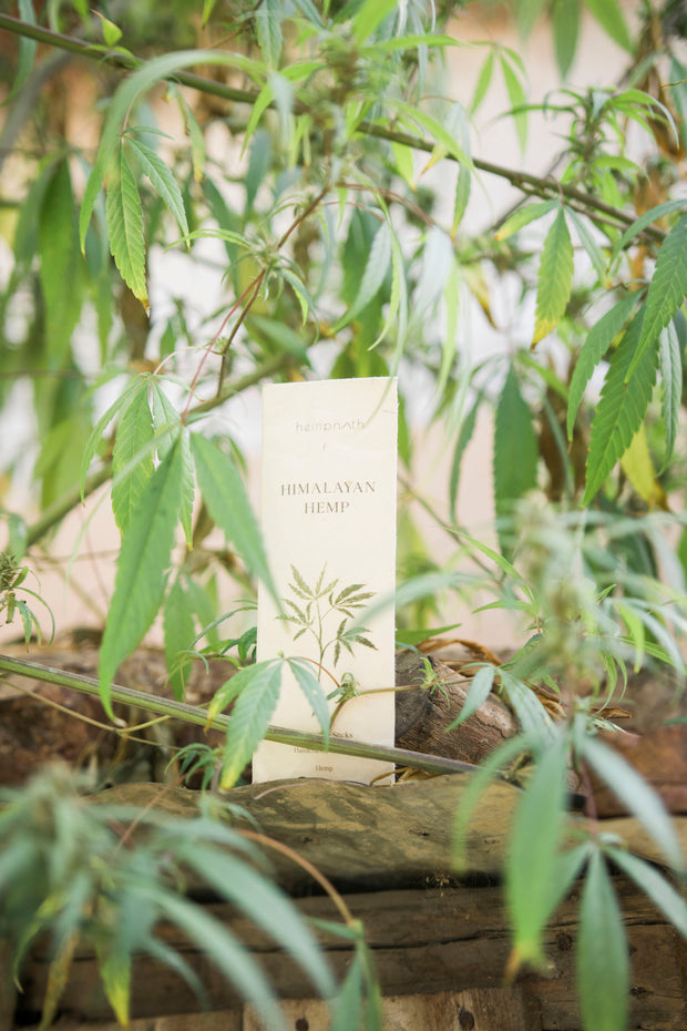 Hemp incense amid hemp plant